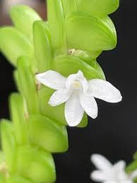 Image result for Angraecum distichum