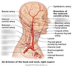 Occipital artery internal carotid artery external carotid artery vertebral artery subclavian artery. Arteries Diagram Head Cureus Osteonecrosis Of The Femoral Head Etiology Investigations And Management Major Arteries Of The Head And Neck