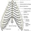 Lateral view of a pair of ribs articulating with the thoracic vertebrae. 1