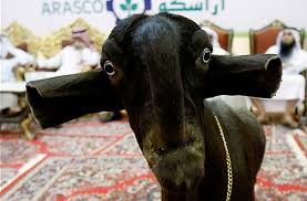 Interested in the most ugly animals? World S Ugliest Goats Look Super Cute Until They Grow Up Bored Panda