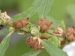 Image result for Urena