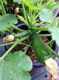 Most zucchini varieties are available in two cultivator categories: Growing Zucchini In Pot Container Gardening Vegetables Growing Zucchini Outdoor Gardens