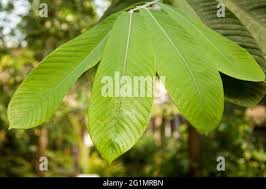 Image result for Vitex doniana