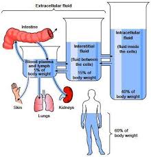 Body Fluids Water Balance Body Fluid Fluid And Electrolytes Osmotic Pressure