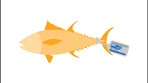 Search more hd transparent msc logo image on kindpng. Msc Label Guidelines Marine Stewardship Council