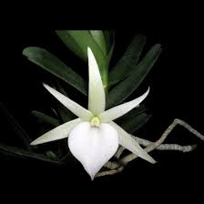 Image result for Angraecum conchiferum