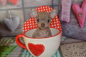 Allevamento di chihuahua, barboncino, bassotto, bolognese, maltese, spitz, volpino pomerania allevamento di chihuahua, bouledogue francese, carlino, cavalier king, maltese, volpino razze » ci sono migliaia di ricerche con chihuahua toy; Vendita Chihuahua Toy E Nano Vendita Cuccioli Cani