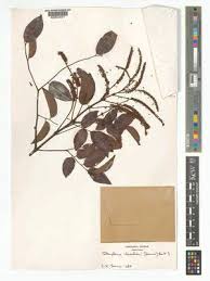 Image result for Amblygonocarpus