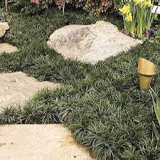 Dwarf Mondo And Pavers Idea For Back Circle But With Square Concrete Pavers To Echo Patio Stones Mondo Grass Dwarf Mondo Grass Grass