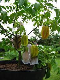 Cara budidaya atau menanam tanaman buah dipot sangatlah mudah, anda bisa mengikuti tutorial panduan tahap menanam yang telah kami rangkumkan disini. Cara Budidaya Tanaman Buah Dengan Metode Tabulampot Agar Mampu Berbuah Dengan Cepat Dan Lebat Jualbenihmurah Com