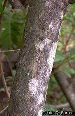 Image result for Zanha golungensis