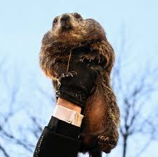 See Punxsutawney Phil predict a long winter on Groundhog's Day 2025