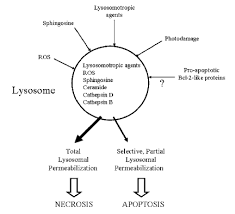 We did not find results for: Lysosomes Structure Function And Processes Microscope Clarity