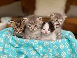 Discover images and videos about kitten from all over the world on we heart it. Adopt A Pet Kittens Coming Soon Lifestyles Napavalleyregister Com