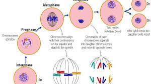 In eukaryotic cells, like those found in animals and plants in meiosis the cell actually divides into new cells called gametes (or spores when appropriate) and happens only during sexual reproduction. Cellular Reproduction Youtube
