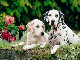 Liver Spotted And Black Spotted Dalmatian Dogs Dogs And Puppies Dalmatian
