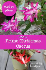 What to do after removing stems? Easy Prune Christmas Cactus Christmas Cactus Flower Christmas Cactus Christmas Cactus Plant