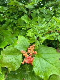 Image result for Psorospermum febrifugum