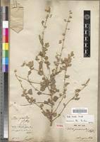 Image result for Sida ovata