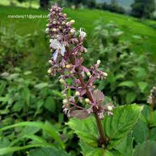 Image result for Rotheca aurantiaca