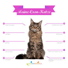 Doğum tarihi brezilyalı stoper al nasr, maicon için 3.5 milyon euro'luk teklif sundu. Maine Coon Katze