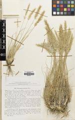Image result for Gutenbergia trifolia