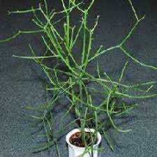 Goyangan paling hot parah parah patah patah. Pokok Tetulang Patah Tulang Shopee Malaysia