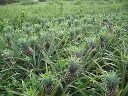 Http Agro Planet E Monsite Com Pages Un Producteur Nous Parle De Un Producteur Nous Parle De L Ananas Html Ananas Bio Vegetal