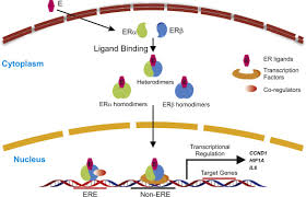 Breast cancer is the most common cancer in american women. Breast Cancer Development And Progression Risk Factors Cancer Stem Cells Signaling Pathways Genomics And Molecular Pathogenesis Sciencedirect
