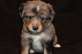 Find the perfect australian shepherd puppy for sale in north carolina, nc at puppyfind.com. January 2013 Alangus Mini Aussies A Dog Blog