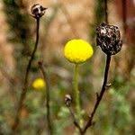 Image result for Pentzia incana