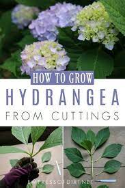 How To Grow Hydrangea From Cuttings Empress Of Dirt Growing Hydrangeas Hydrangea Landscaping Planting Hydrangeas
