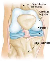 Osteoartritis De Rodilla Knee Osteoarthritis Orthoinfo Aaos Common Knee Injuries Meniscus Tear Knee Injury