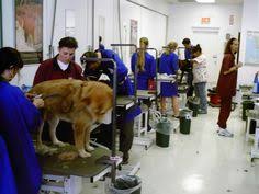 Looking to learn dog grooming. 19 Grooming Ideas Grooming Dog Grooming Dog Grooming Salons