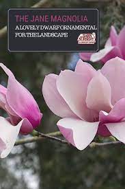 The Jane Magnolia Jane Magnolia Ornamental Trees Landscaping Small Ornamental Trees