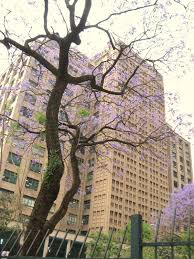 A medida provisória nº 870, de 1º de janeiro de 2019, criou o ministério da economia. Predio Da Secretaria Da Fazenda De Sao Paulo E O Jacaranda Mimoso A Simplicidade Das Coisas Augusto Martini