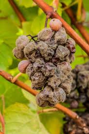Image result for Botrytis cinerea
