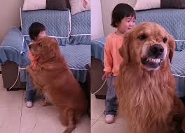 Golden Retriever Protege Menina Ao Ve La Chorando Apos Mae Dar Bronca Momento Viralizou Vogue Atualidades