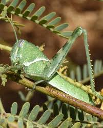 Image result for Heterotis canescens