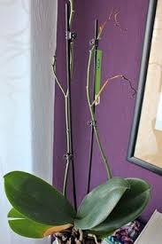 And they don't have a idea of what it will be. 19 Best Bunga Orkid Ideas Tanaman Gantung Orkid Tumbuh Tumbuhan