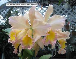 102 Pot William Farrell Dawn Light Hcc Aos Hard 2 Find Limited In Sheath Cattleya Orchid African Violets Plants All Flesh Is Grass