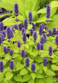 Pin On Perennials