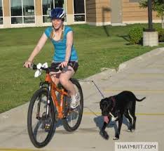 Dog Biking Leash Thatmutt Com Hund Fahrrad