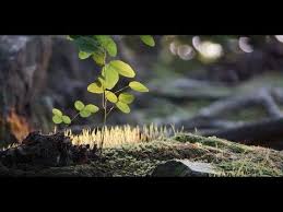 The association of nature and forest therapy trains and certifies forest therapy guides across the world. Association Of Nature And Forest Therapy Anftglobal Profile Pinterest