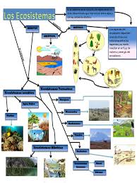 Un ecosistema es un sistema biológico constituido por una comunidad de organismos vivos (biocenosis) y el medio físico donde se relacionan (biotopo). Mapa Mental Sobre Ecosistemas