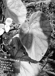 Image result for Belonophora coffeoides