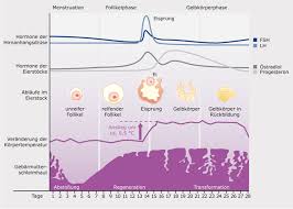 Was du beobachten kannst, ist, dass innerhalb eines normalen zyklus' die basaltemperatur in der ersten hälfte meist niedriger ist, vor dem eisprung sogar noch einmal sinkt. Auf Einen Blick Der Weibliche Zyklus