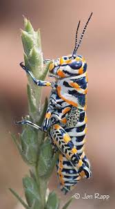 Grasshopper Dactylotum Bicolor Bugguide Net Beautiful Bugs Insects Cool Insects