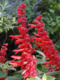 Pin On Salvia