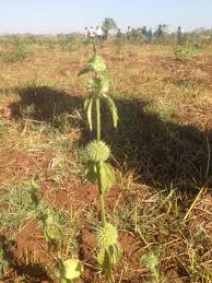 Image result for Leucas martinicensis